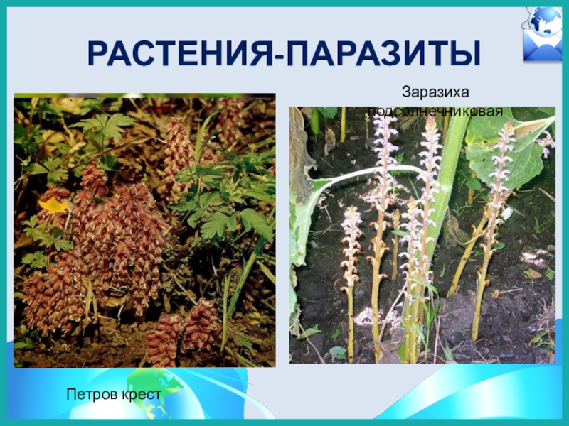 Распределите предложенные растения по группам растения паразиты. Заразиха растение паразит. Повилика заразиха раффлезия.