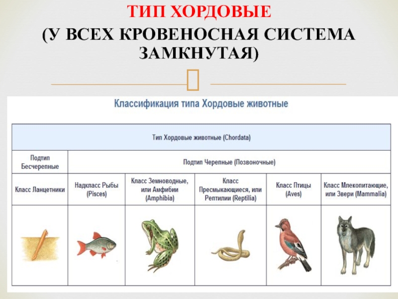 К каким классам относятся изображенные на рисунках животные типа хордовые лягушка