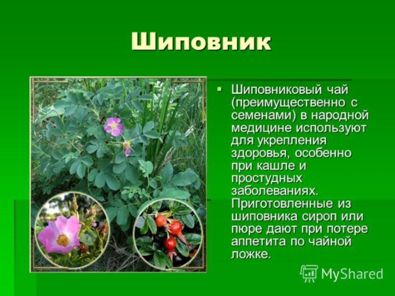 Какое растение называют часами. Лекарственные растения. Рассказ о растении. Лечебные растения. Цветки лекарственных растений.