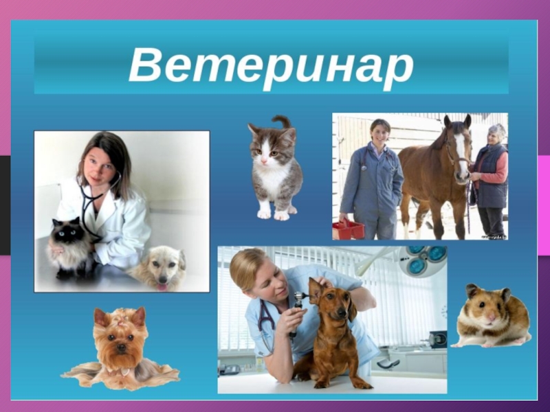 Презентация про ветеринара