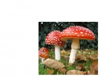 Презентация к уроку окружающий мир на тему Царство грибов 3 класс