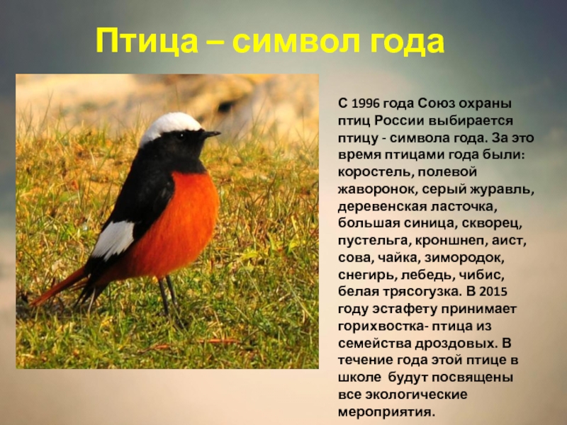 С 1996 года Союз охраны птиц России выбирается птицу - символа года. За это время птицами года