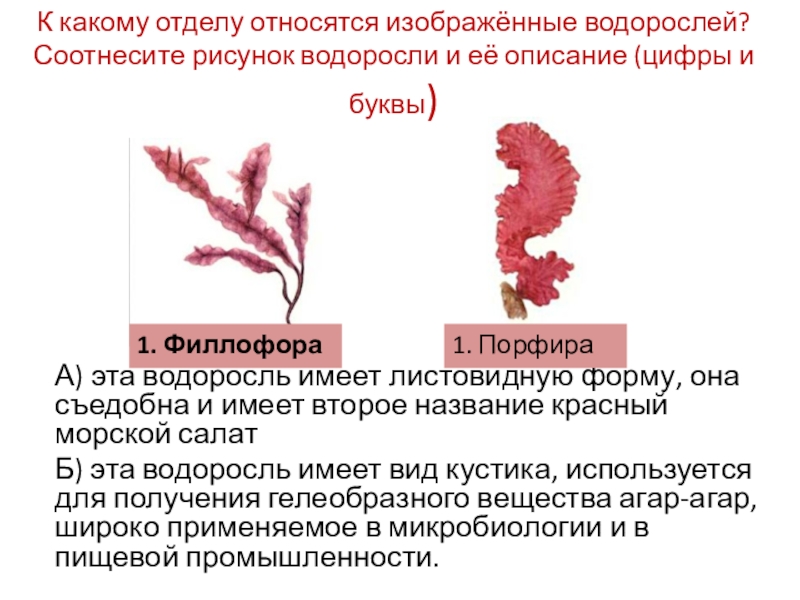 На каком рисунке изображена водоросль