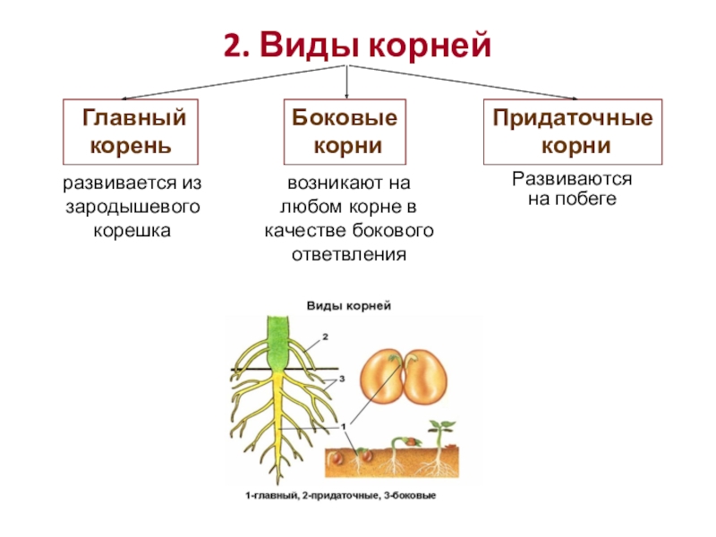 2. Виды корнейразвивается из зародышевого корешкавозникают на любом корне в качестве бокового ответвленияРазвиваются на побеге Главный кореньБоковые