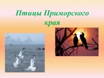 Презентация Птицы Приморского края