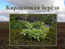 Презентация по биологии на тему Карликовая берёза (6 класс)