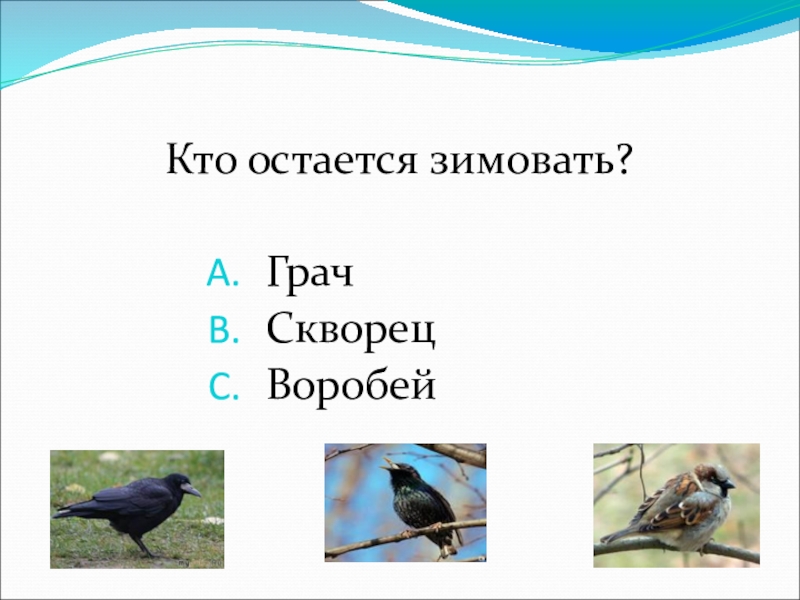 Остаемся зимовать. Грач и скворец. Грач скворец Воробей. Кто остаётся зимовать. Грач зимует или улетает.