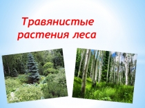 Презентация по окружающему миру на тему Травянистые растения леса