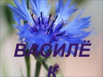 Презентация по истории на тему Василек