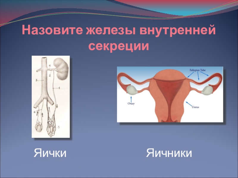 Яичники внутренняя секреция. Половые железы. Железы внутренней секреции яичники. Яичник как железа внутренней секреции. Яичники и семенники.