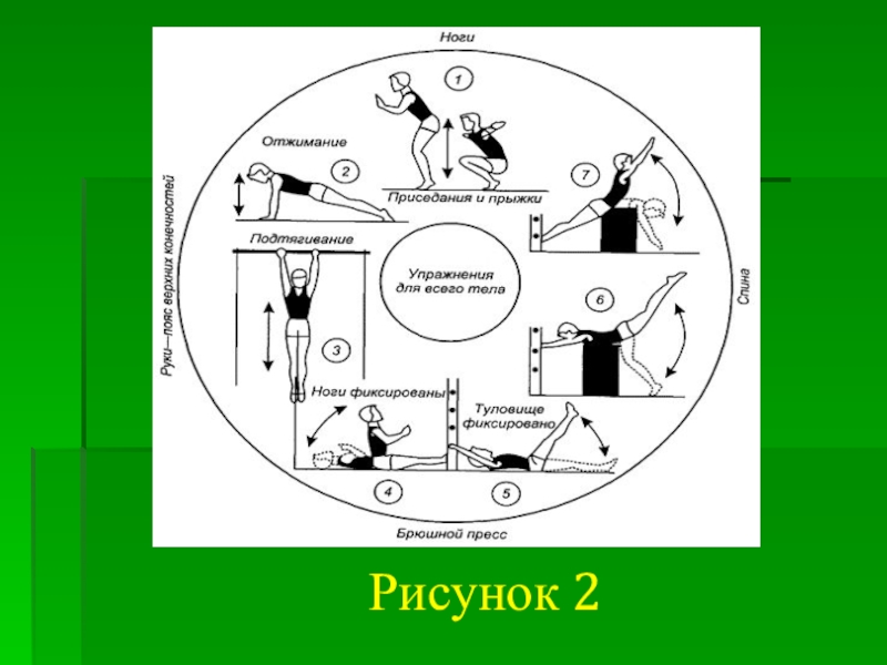 Рисунок круговая тренировка