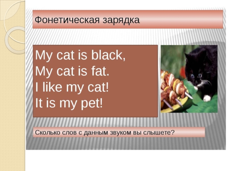 My pet 5 класс spotlight презентация