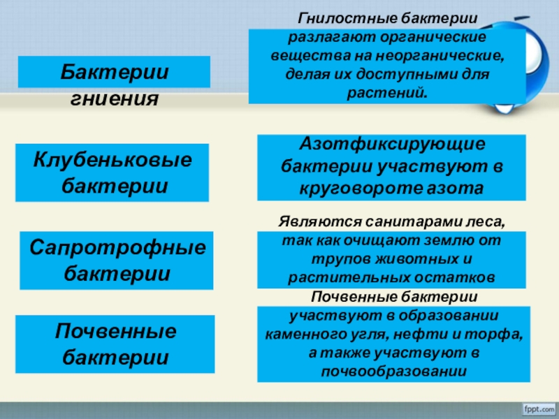 Признаки гнилостных бактерий