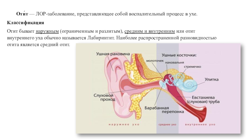 Воспаление внутреннего уха лечение. Классификация заболеваний наружного уха. Оториноларингология классификация заболеваний. Строение уха человека отит. Строение уха человека схема отит.