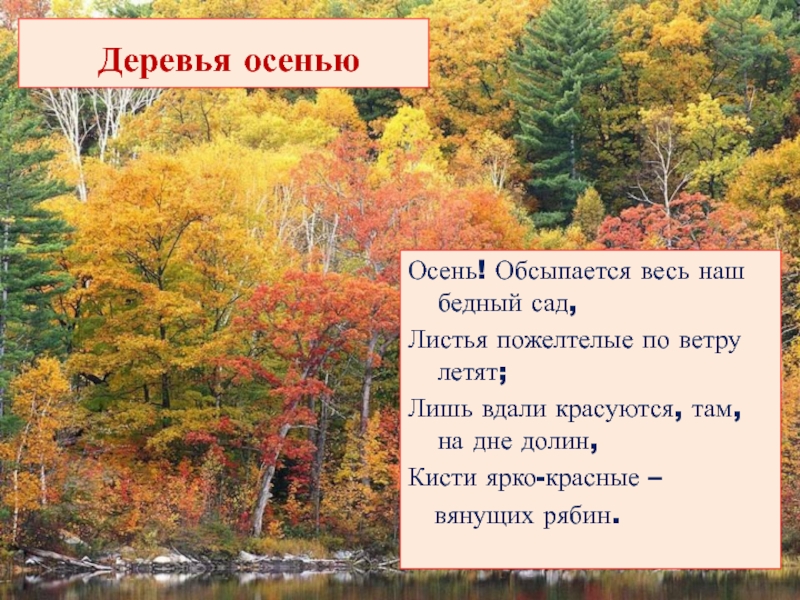 Утро в осеннем лесу рассказ. Обсыпается весь наш бедный сад листья пожелтелые по ветру летят. Осень обсыпается весь наш бедный сад рисунок к стихотворению. Там на дне Долин кисти ярко красные вянущих рябин. Осенние зарисовки стихи.