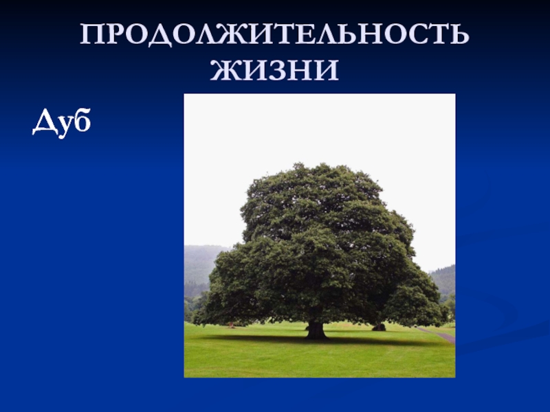 Окружающий мир продолжительность деревьев. Дуб Продолжительность жизни. Дуб Продолжительность жизни дерева. Прргодолжительнолстьжизни дубка. Луб жизнь Продолжительность.