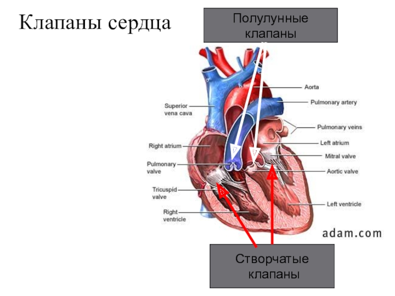 Какую функцию выполняет полулунный клапан. Полулунный клапан функции. Строение створчатых клапанов сердца. Полулунные клапаны сердца функции. Клапаны полулунные клапаны.