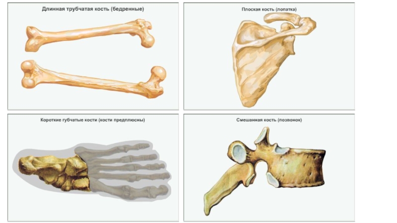 5 кости бывают. Кости трубчатые губчатые плоские смешанные. Трубчатая кость и губчатая кость. Трубчатые губчатые и плоские кости 8 класс. Строение губчатой кости 8 класс.