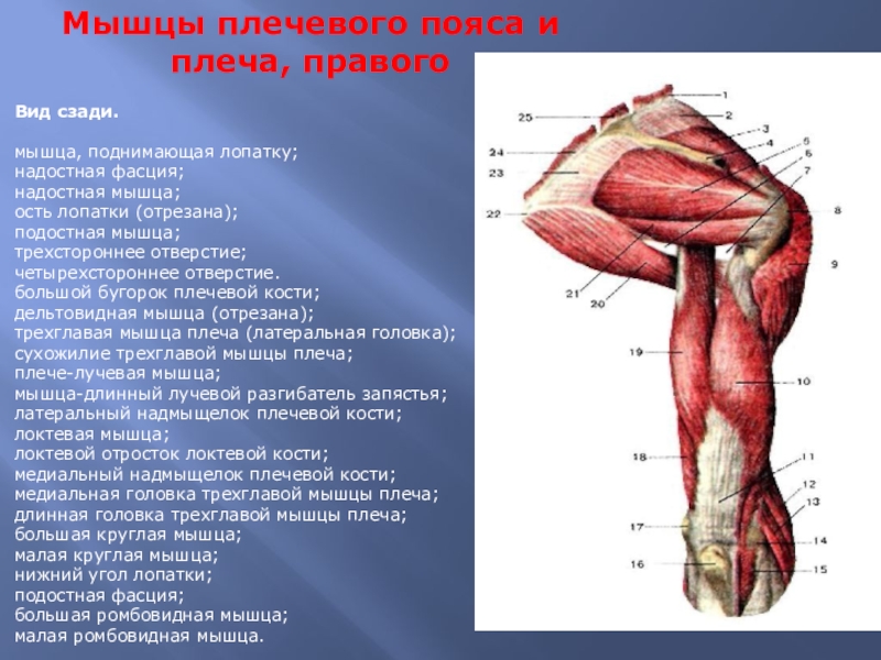 Что находится в правом плече