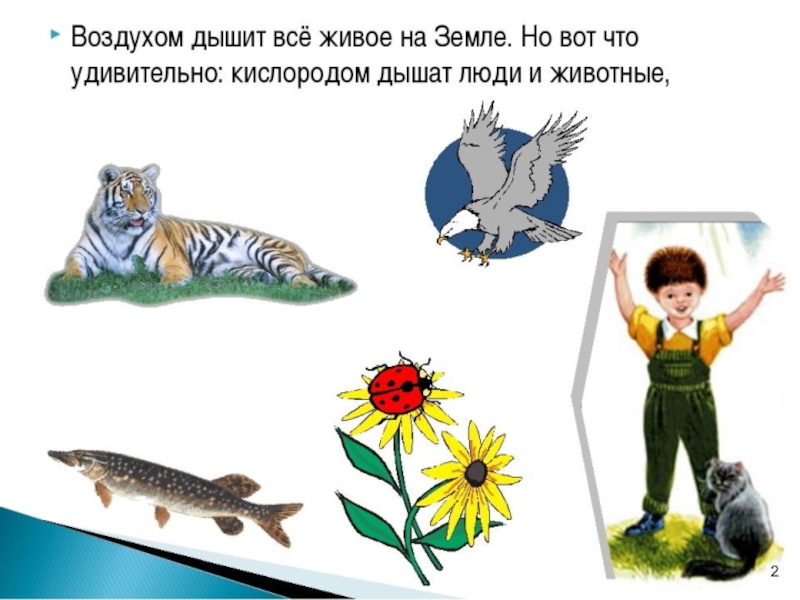 Для чего нужен воздух. Кому нужен воздух. Значение воздуха для животных. Животным растениям и людям необходим воздух. Картинки кому нужен воздух.