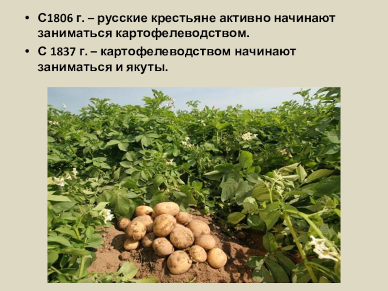 С1806 г. – русские крестьяне активно начинают заниматься картофелеводством.С 1837 г. – картофелеводством начинают заниматься и якуты.
