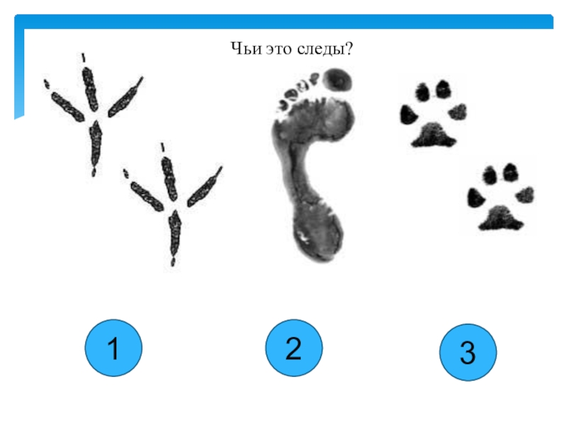 Следы домашних животных картинки для детей