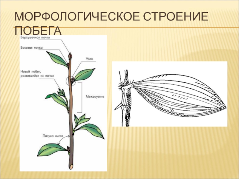 Морфологическое строение. Строение побега покрытосеменных растений. Строение побеша покрытосемянного. Побег строение побега. Строение побега рис 44.