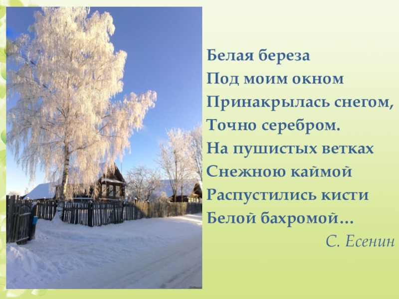 Стих под моим окном. Стих Есенина белая берёза под моим окном. Есенин береза. Белая береза Принакрылась снегом. Есенин Принакрылась снегом.