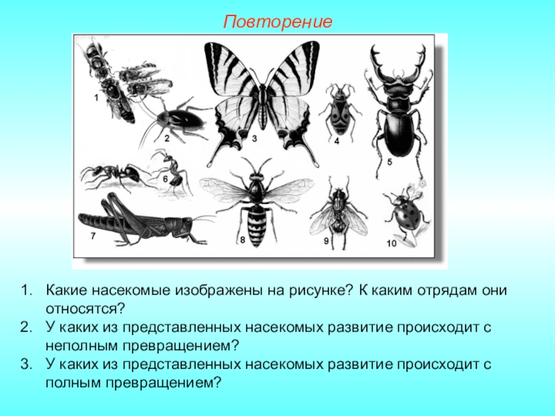 На рисунке изображен тип развития насекомых