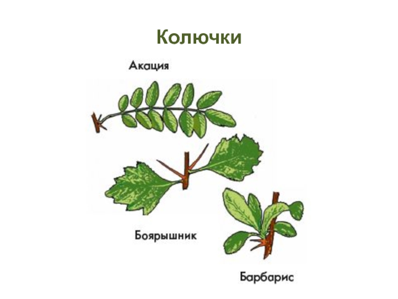 Органы боярышника и винограда обозначенные на рисунке