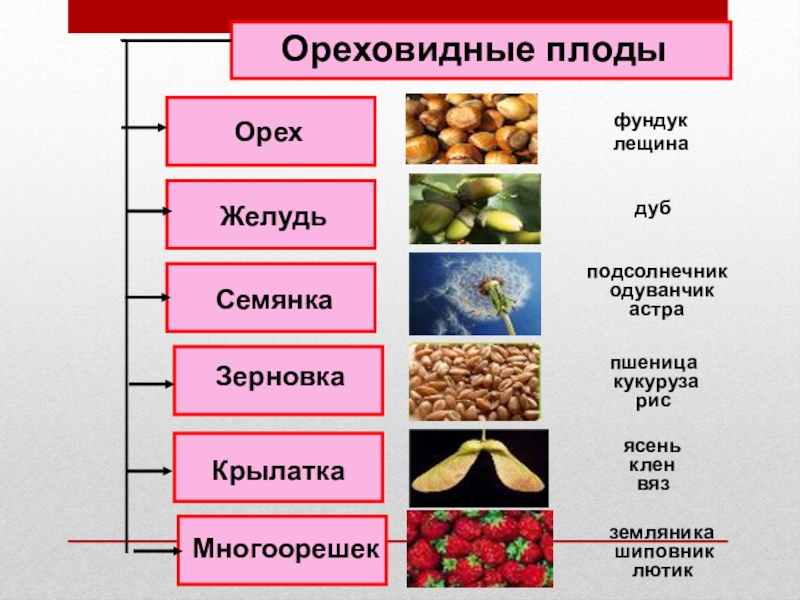 Презентация по биологии 6 класс плоды