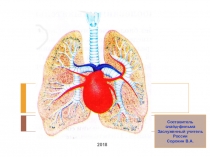 Презентация по биологии на тему Строение и функции дыхательной системы 8 класс