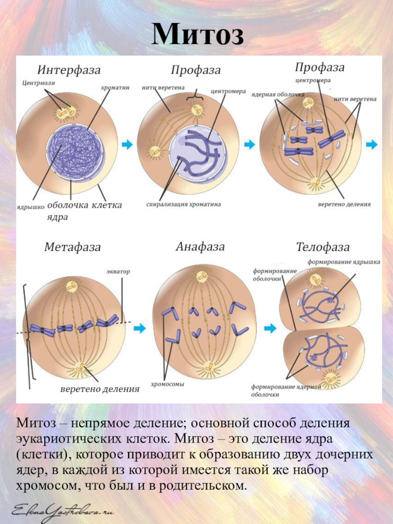 Процесс митоза. Ход митоза фазы процессы. Кратко охарактеризуйте фазы митоза. Фазы митоза процессы фазы. 5 Фаз митоза.