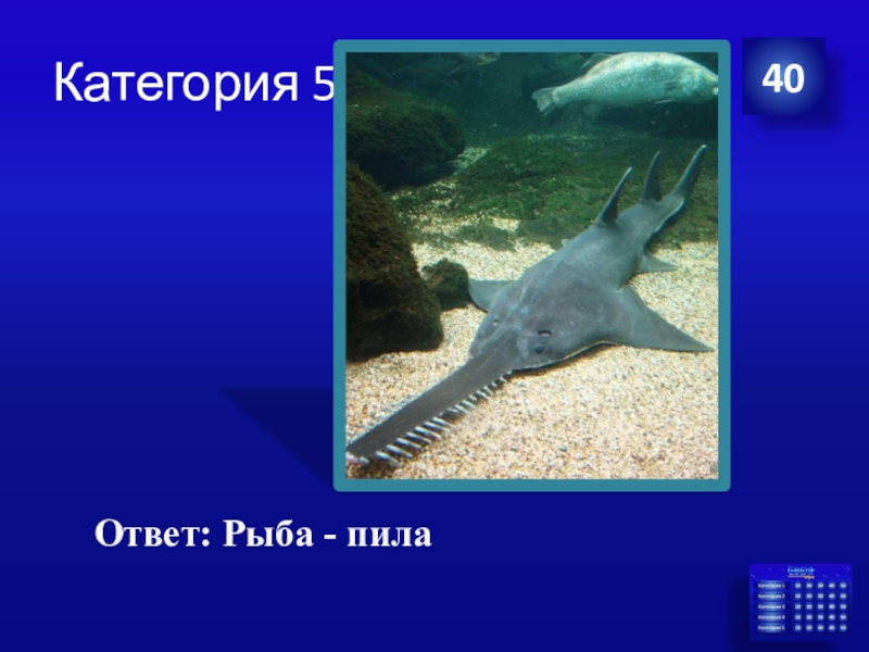 Рыба ответ. Рыба пила рассказ для детей. Рыба пила скорость. Рыба пила вид сбоку. Ответ рыбы.