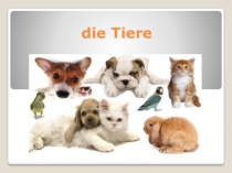 Презентация к уроку немецкого языка по теме Tiere