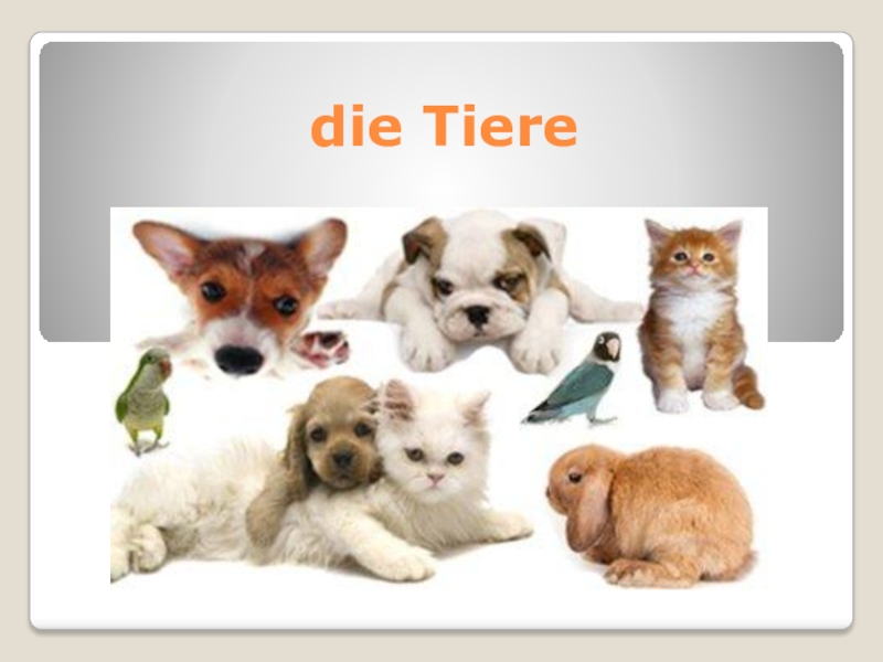 Презентация Презентация к уроку немецкого языка по теме Tiere