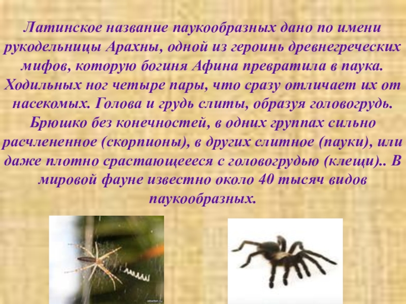 Представители паукообразных имеют. Паукообразные 7 класс биология. Презентация паукообразные 7 класс биология. Пауки характеристика. Класс паукообразные презентация.