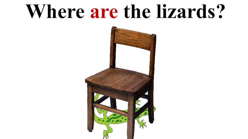 Where are the lizards?