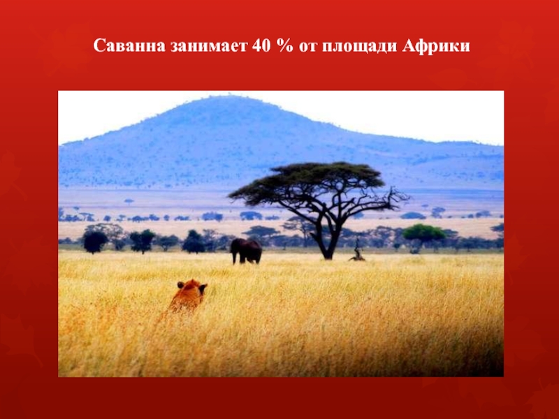 Саванна занимает 40 % от площади Африки