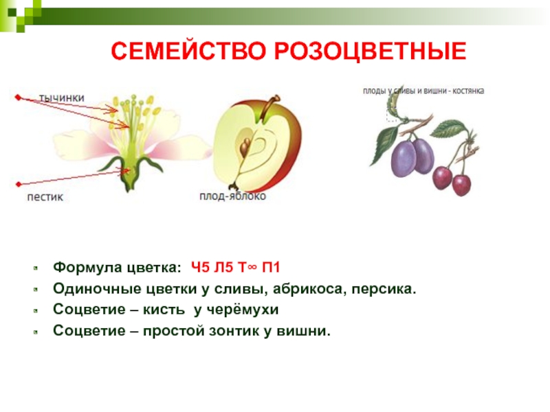 СЕМЕЙСТВО РОЗОЦВЕТНЫЕФормула цветка: Ч5 Л5 Т∞ П1Одиночные цветки у сливы, абрикоса, персика.Соцветие – кисть у черёмухиСоцветие – простой зонтик