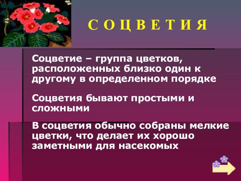 Группы цветов. Соцветия это группы цветков расположенных. Соцветие группа цветков. Соцветия это группы цветков расположенных близко один. Соцветия группа цветков расположенных в определенном порядке.