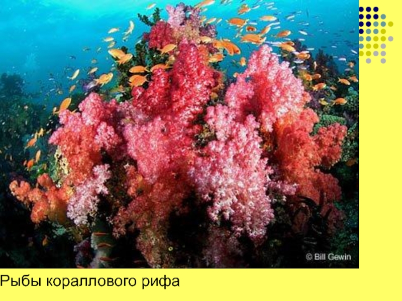 Рыбы кораллового рифа