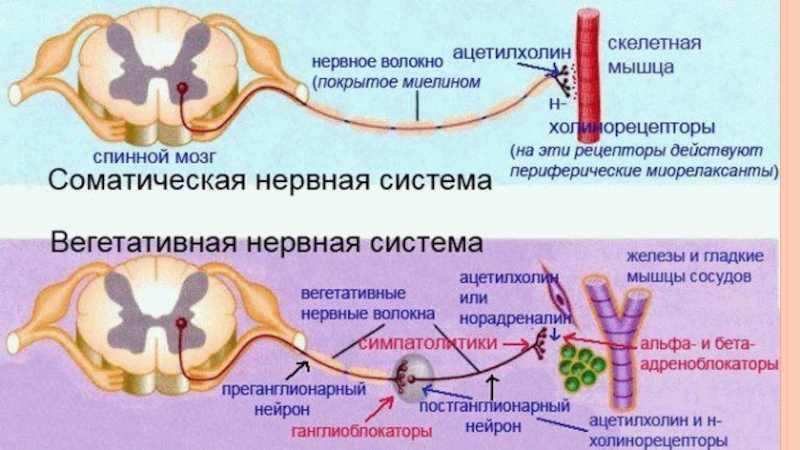 Соматический и автономный вегетативный отделы нервной системы 8 класс презентация