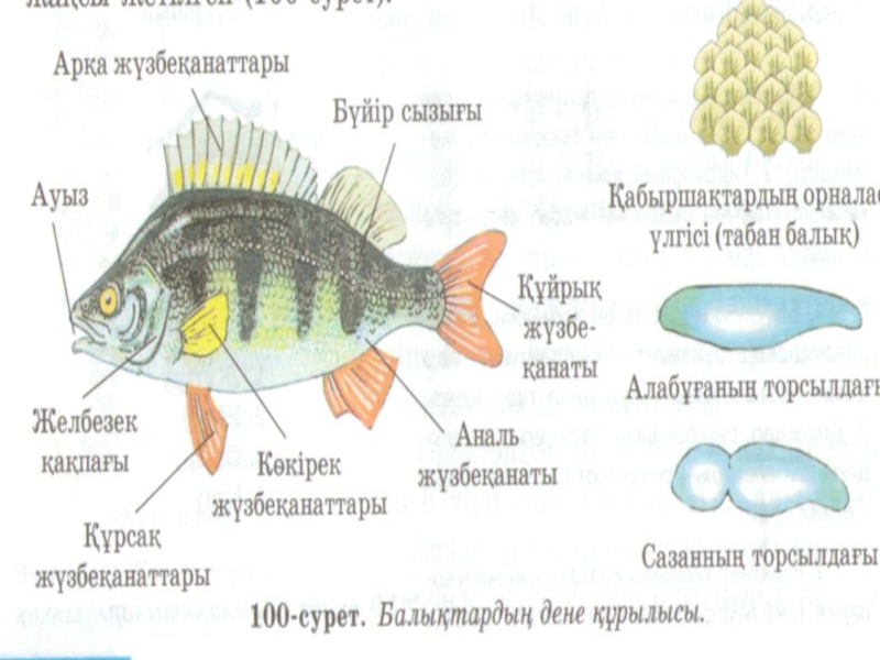 Омыртқалы жануарлар презентация