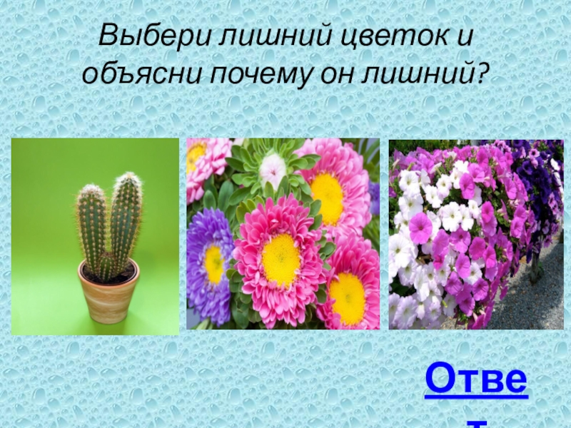 Выбери лишний цветок и объясни почему он лишний?Ответ