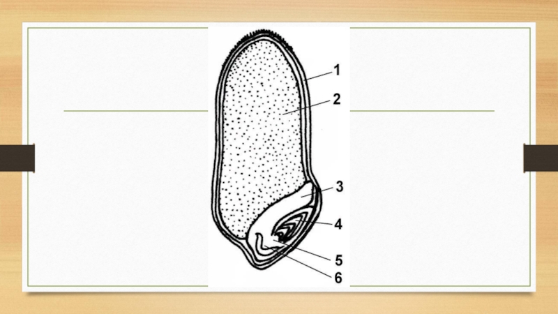 Рассмотрите рисунок семени какая структура обозначена на рисунке цифрой
