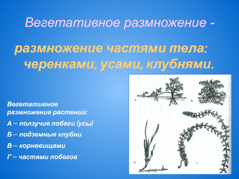 Вегетативное размножение -размножение частями тела: черенками, усами, клубнями. Вегетативное размножение растений:А – ползучие побеги (усы)Б – подземные