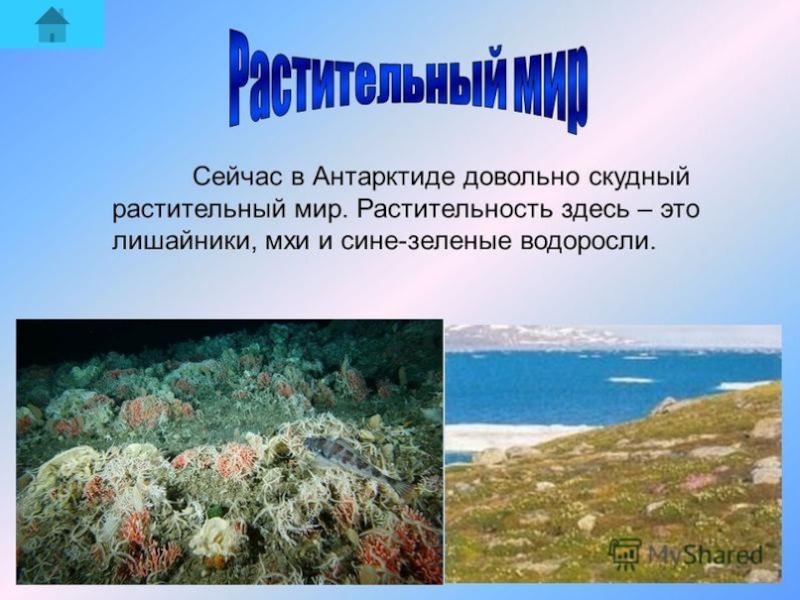 Какое растение можно встретить в антарктиде. Растения Антарктида 2 класс окружающий мир. Растительный мир Антарктиды. Растительный и животный мир Антарктиды. Растения обитающие в Антарктиде.