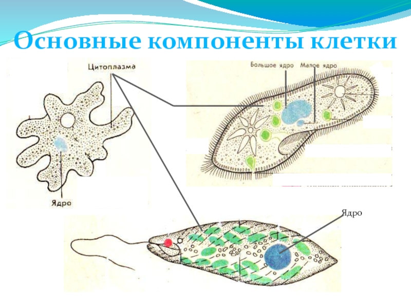 Презентация на тему ядро клетки