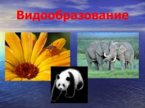 Презентация по биологии на тему  Видообразование